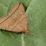 Herminia grisealis - Pamora sadová 20-32-07