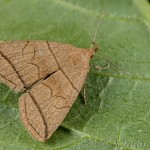 Herminia grisealis - Pamora sadová 20-34-41