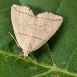 Herminia grisealis - Pamora sadová 21-55-39