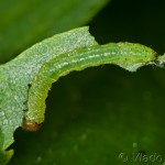 Leucodonta bicoloria - Chochlatka dvojfarebná 21-34-48