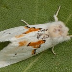 Leucodonta bicoloria - Chochlatka dvojfarebná 23-10-30