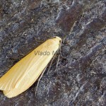 Wittia sororcula - Lišajníkovec lesný 213834