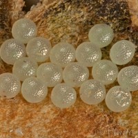 Wittia sororcula - Lišajníkovec lesný17-33-42