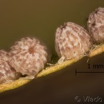 Allophyes oxyacanthae - Mora hlohová 11-02-41