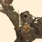 Allophyes oxyacanthae - Mora hlohová 13-32-41
