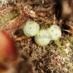 Allophyes oxyacanthae - Mora hlohová 13-41-20