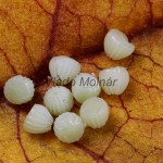 Allophyes oxyacanthae - Mora hlohová 150717