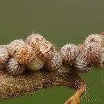 Allophyes oxyacanthae - Mora hlohová 18-27-12