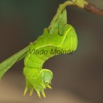 Asteroscopus sphinx - Mora novembrová 17-23-57