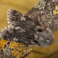 Brachionycha nubeculosa - Mora marcová 23-40-14