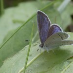Cupido argiades - Modráčik ľadencový 18-47-52