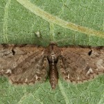Eupithecia assimilata - Kvetnatka chmeľová 15-20-34