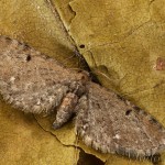 Eupithecia assimilata - Kvetnatka chmeľová 20-17-02