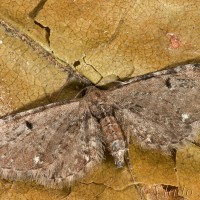 Eupithecia assimilata - Kvetnatka chmeľová 20-18-22