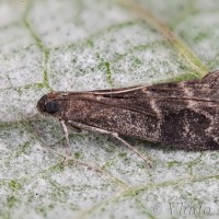 Glyptoteles leucacrinella - Vijačka jeľšová 23-11-20