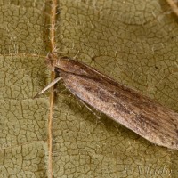 Helcystogramma triannulella - Psota pupencová 20-18-34