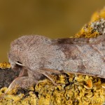 Orthosia opima - Mora sivá 23-54-18