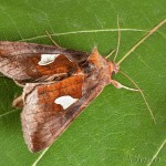 Autographa bractea - Mora veľkoškvrnná 23-47-04