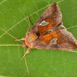 Autographa bractea - Mora veľkoškvrnná 23-47-59