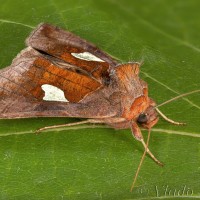 Autographa bractea - Mora veľkoškvrnná 23-50-13