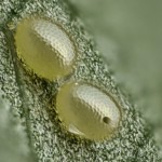 Chloroclystis v-ata - Kvetnatka bazová 20-05-35v