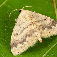 Idaea biselata - Piadica mokraďová 20-17-17