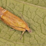 Lathronympha strigana - Plodokaz ľuboníkový 20-03-59