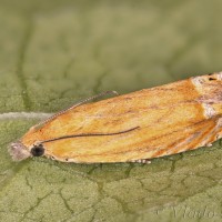 Lathronympha strigana - Plodokaz ľuboníkový 20-04-46