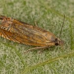 Lathronympha strigana - Plodokaz ľubovníkový 15-03-08