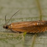 Lathronympha strigana - Plodokaz ľubovníkový 15-06-48