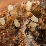 Nemapogon granella - Moľa obilná 22-52-32