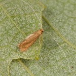 Nematopogon swammerdamella - Adéla Swammerdanová 17-37-58