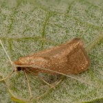 Nematopogon swammerdamella - Adéla Swammerdanová 17-43-07