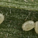 Scotopteryx coarctaria - Piadivka zanovätníková 00-00-03 (C)