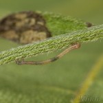 Scotopteryx coarctaria - Piadivka zanovätníková