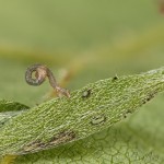 Scotopteryx coarctaria - Piadivka zanovätníková 17-54-38