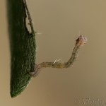 Scotopteryx coarctaria - Piadivka zanovätníková 17-56-10