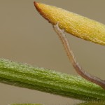 Scotopteryx coarctaria - Piadivka zanovätníková 17-59-14