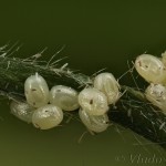 Scotopteryx coarctaria - Piadivka zanovätníková 23-27-48 (C)