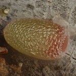 Aethalura punctulata - Kôrovka jelšová 22-36-31v