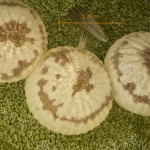 Agrotis exclamationis - Siatica výkričníková 20-30-45v