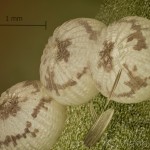 Agrotis exclamationis - Siatica výkričníková 20-43-00v