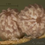 Allophyes oxyacanthae - Mora hlohová 12-49-50v 