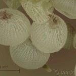 Anaplectoides prasina - Mora trávová 11 14-00-58v