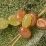 Angerona prunaria - Listnatka trnková 21-33-58vs