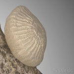 Asteroscopus sphinx – Mora novembrová 18-42-46v