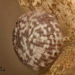 Brachionycha nubeculosa - Mora marcová 14-59-39v