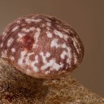 Brachionycha nubeculosa - Mora marcová 29 14-09-26v