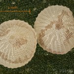 Caradrina clavipalpis - Sivkavec štvorbodý 19-57-02v