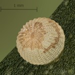 Caradrina clavipalpis - Sivkavec štvorbodý 20-16-17v
